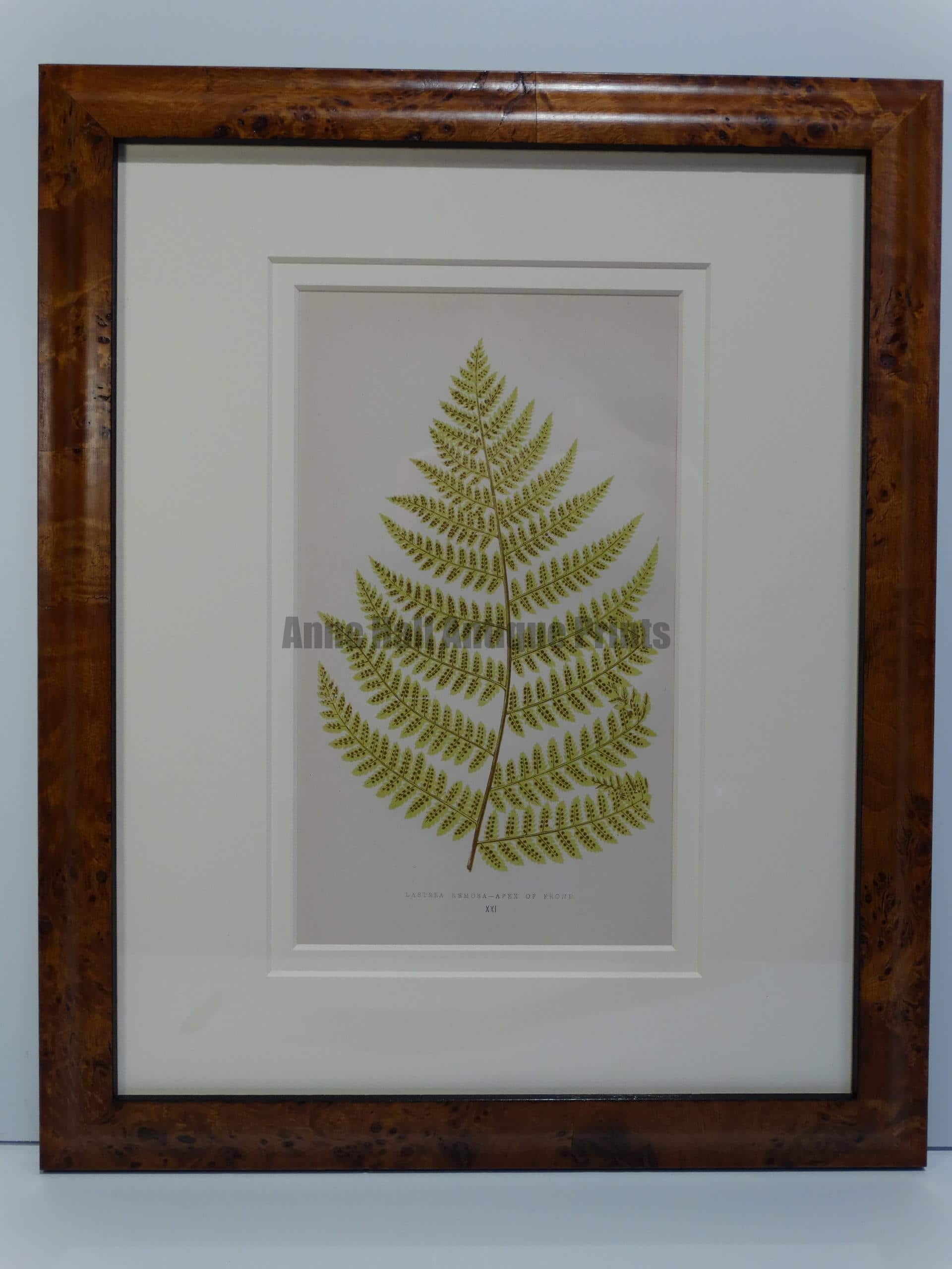 fern lithograph from the 19th century