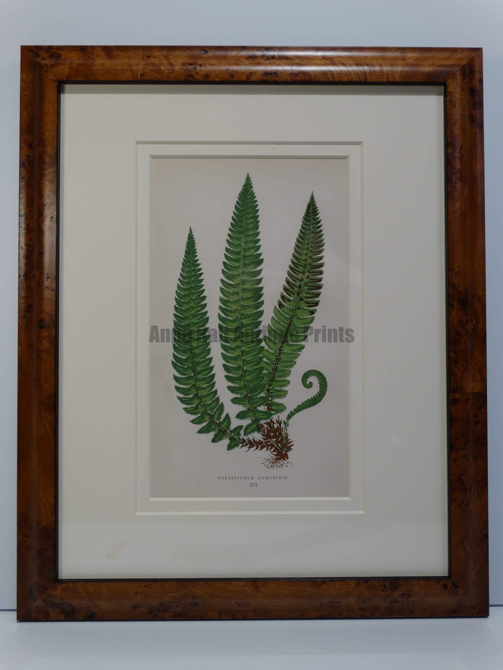 19th century antique fern prints