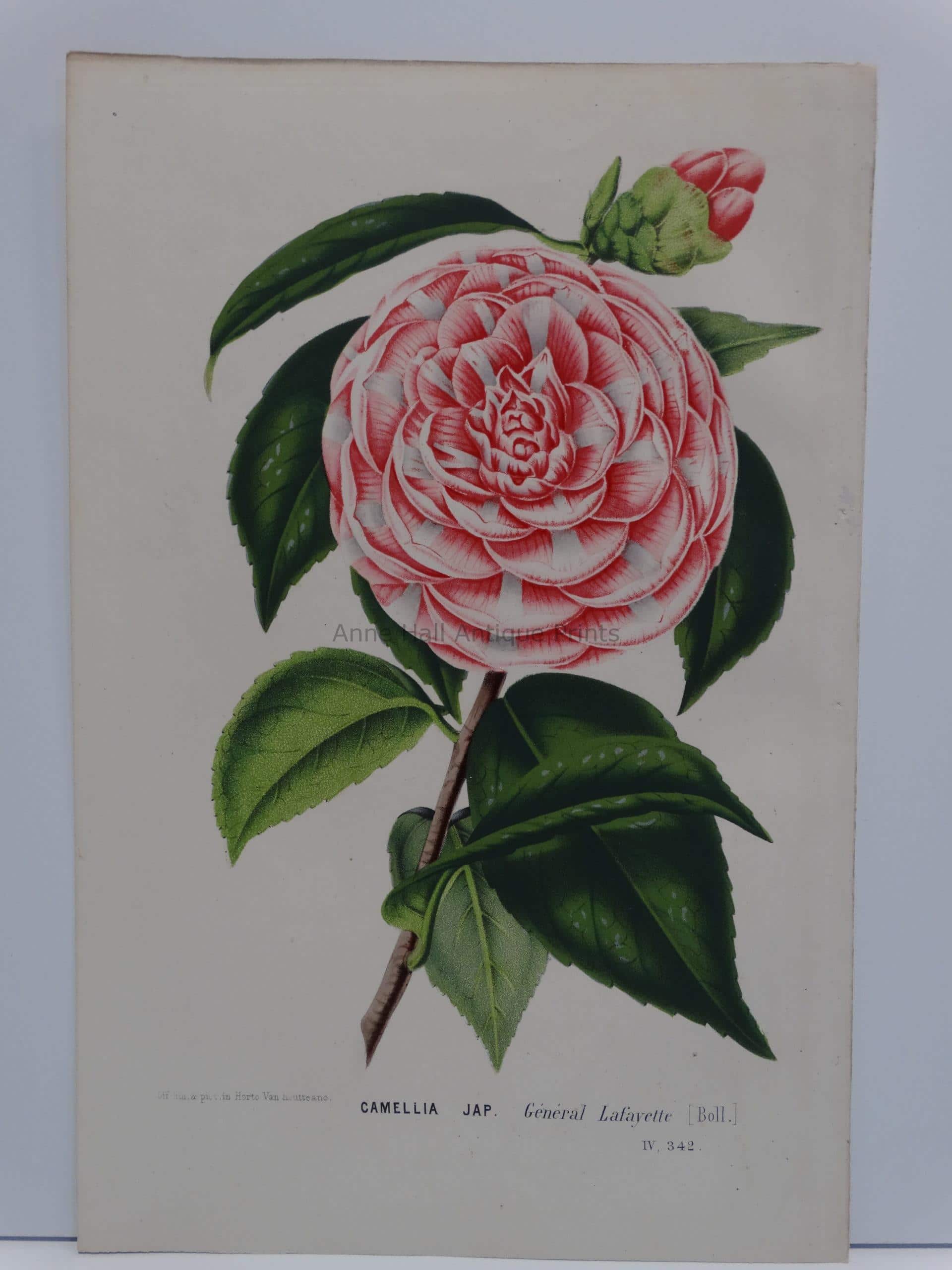 1991 Vintage REDOUTE FLOWER #15 WHITE CAMELLIA JAPANESE Color Art Lithograph 