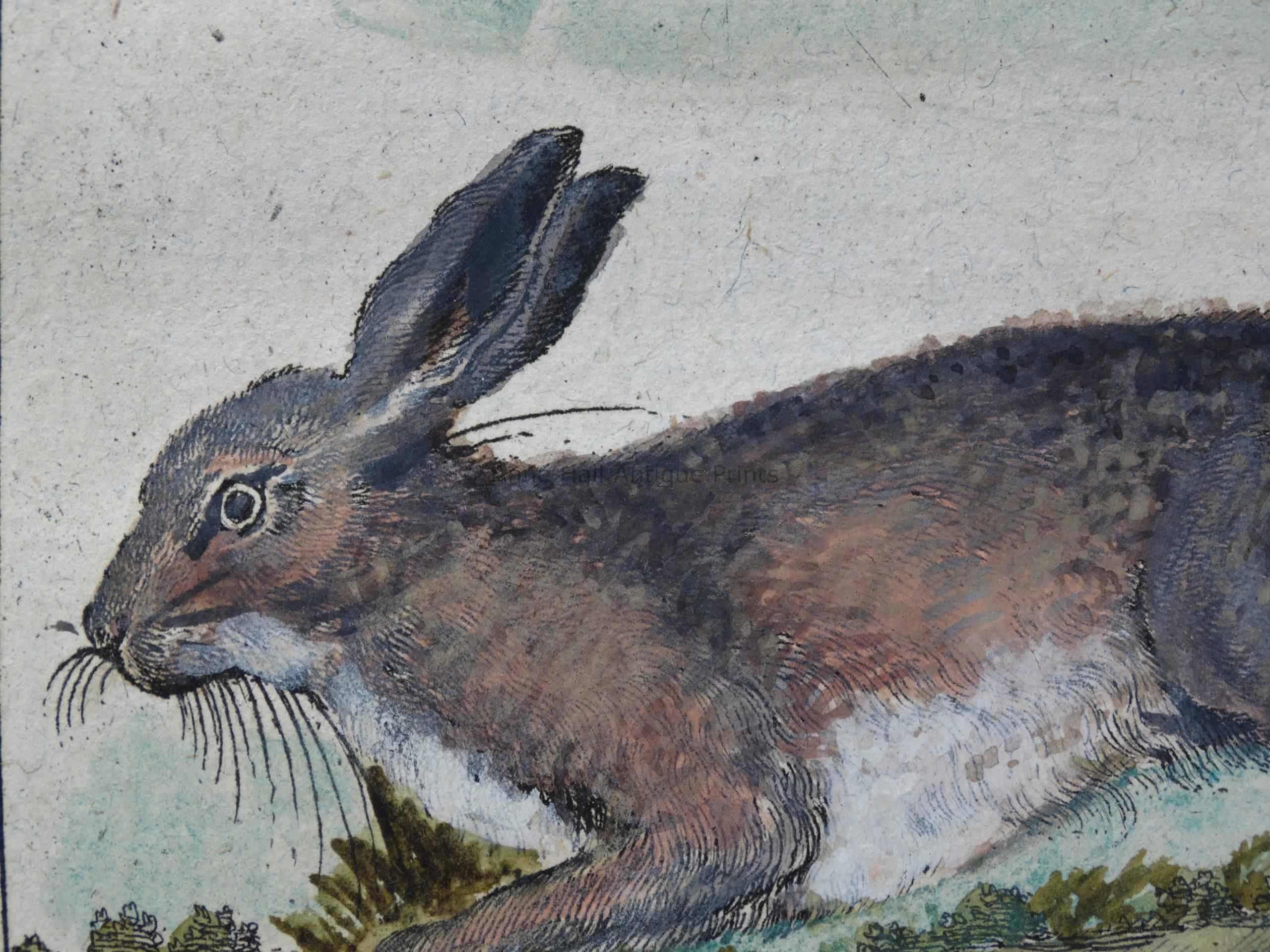 Rabbits Bunnies Hares-Original Audubon Lithographs & Decorative Gifts