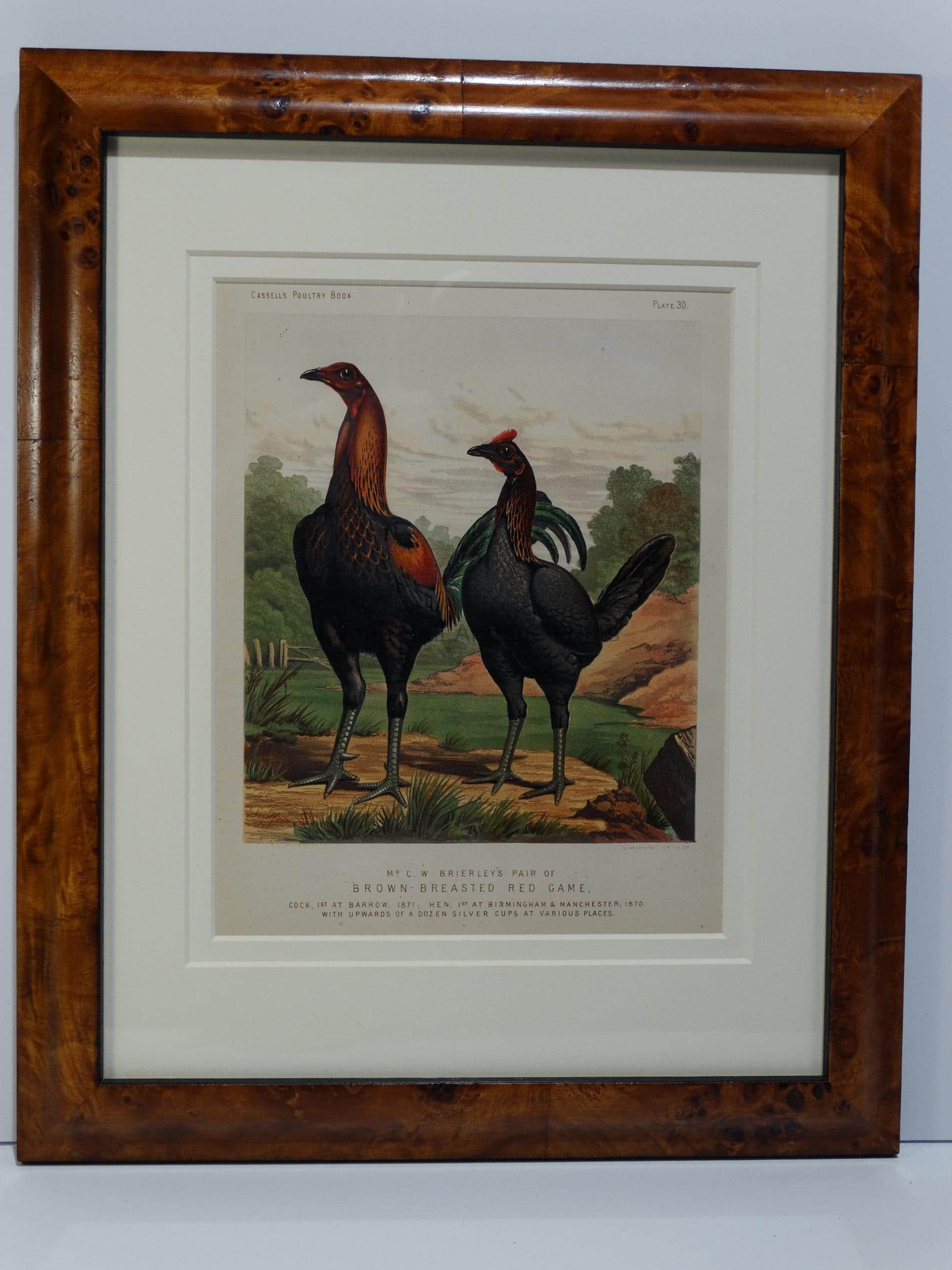 A set of three framed antique lithographs of chickens roosters., our game-henny sourced from Cassell's Poultry Book, c.1885, framed in beautiful fruitwood burl.