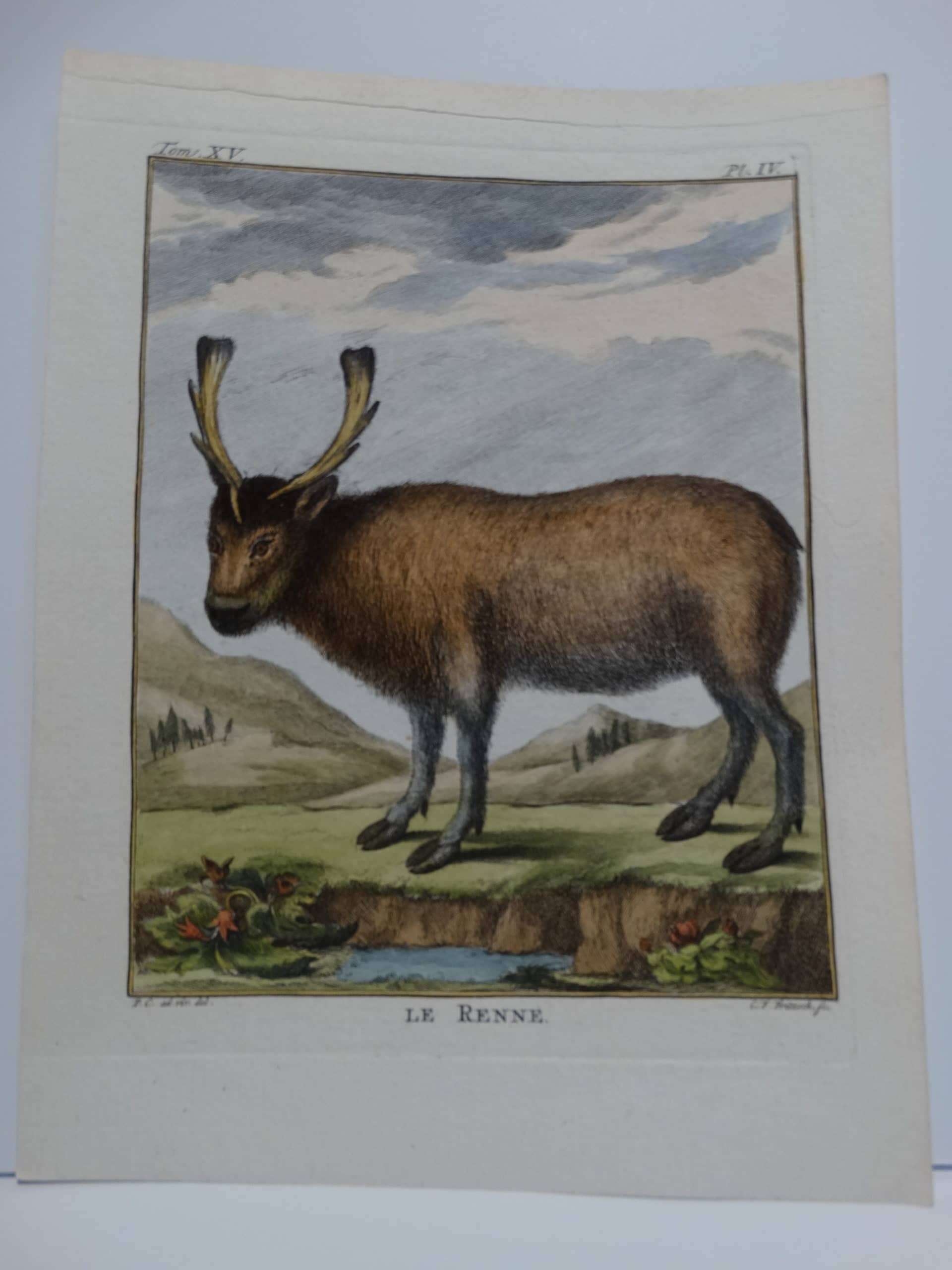 Coompte de Buffon, 1st edition reindeer engravings, in watercolors.
