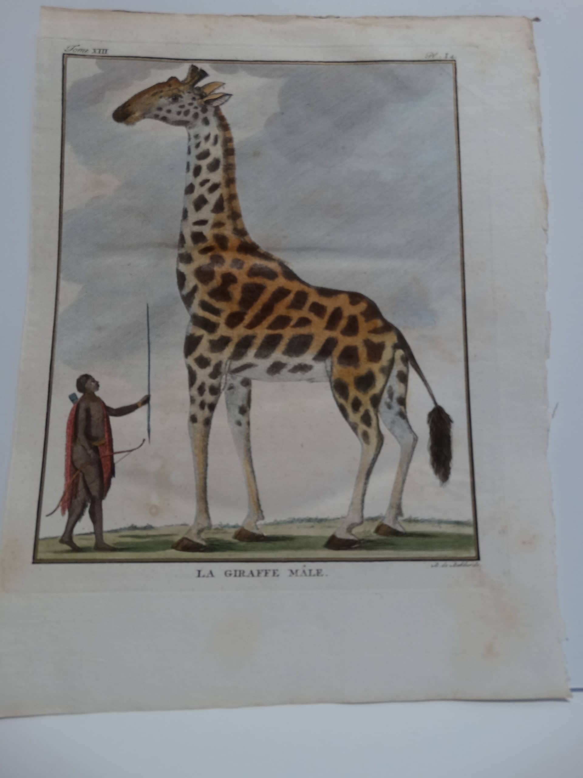 Exquisite 18th century engraving of a giraffe, next to African man.