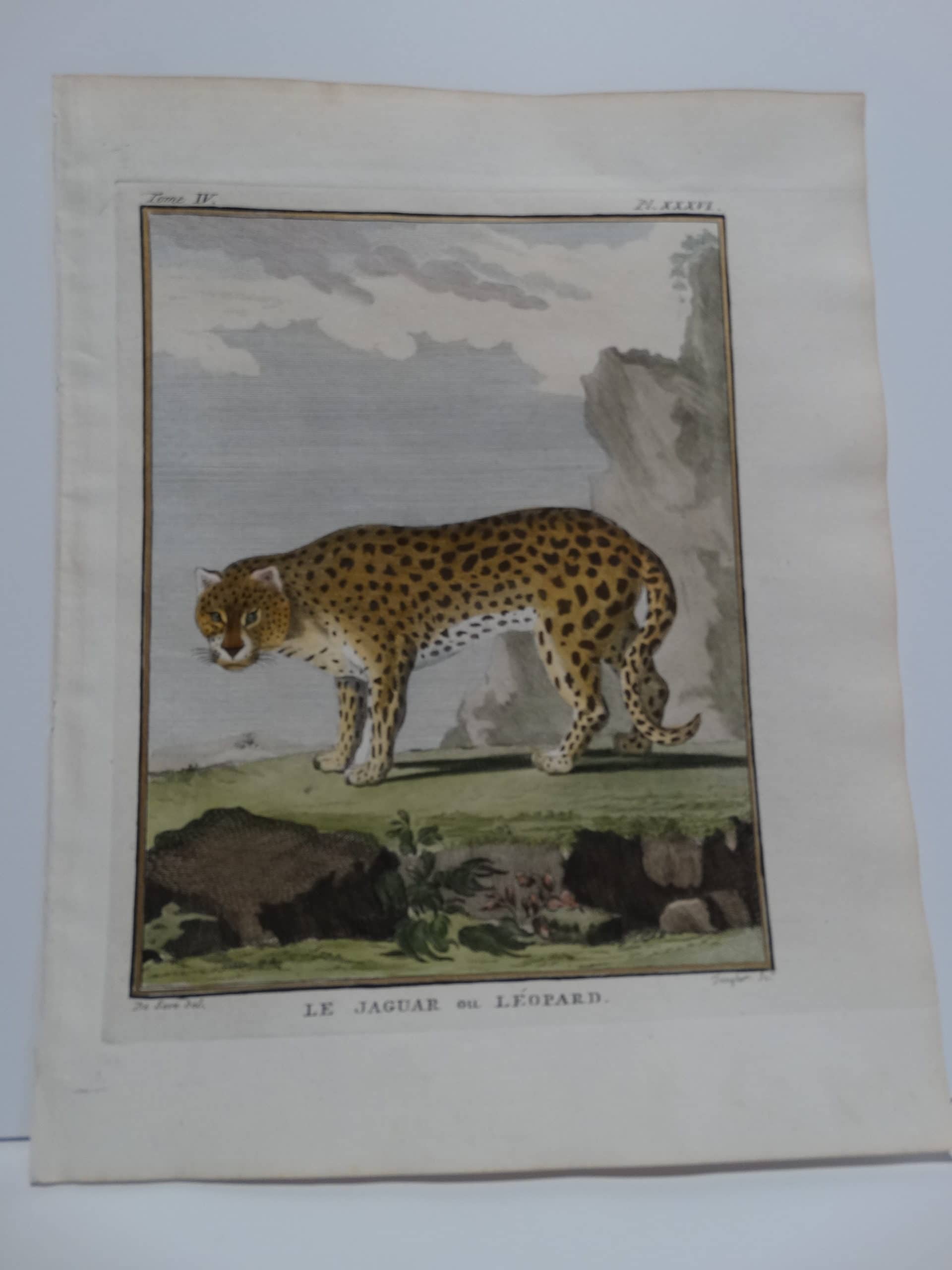 Very rare antique engraving of the fastest animal on Earth, the Jaquar.