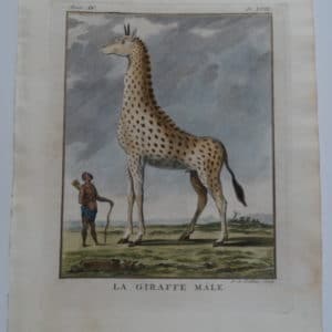 Rare 18th century engraving of African Giraffe, small spots.