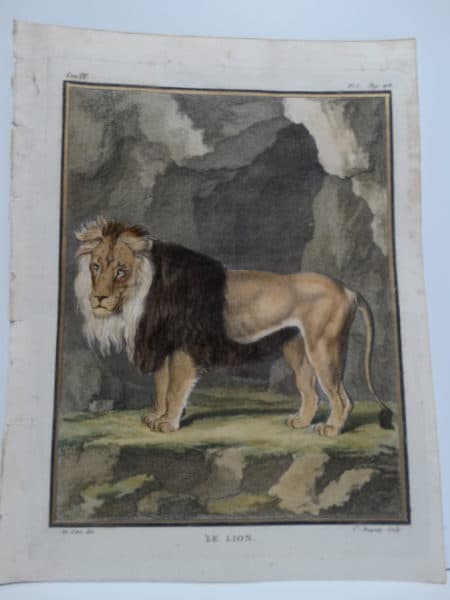 Wonderful DeSeve Compte de Buffon Lion engravings from the 1700's.