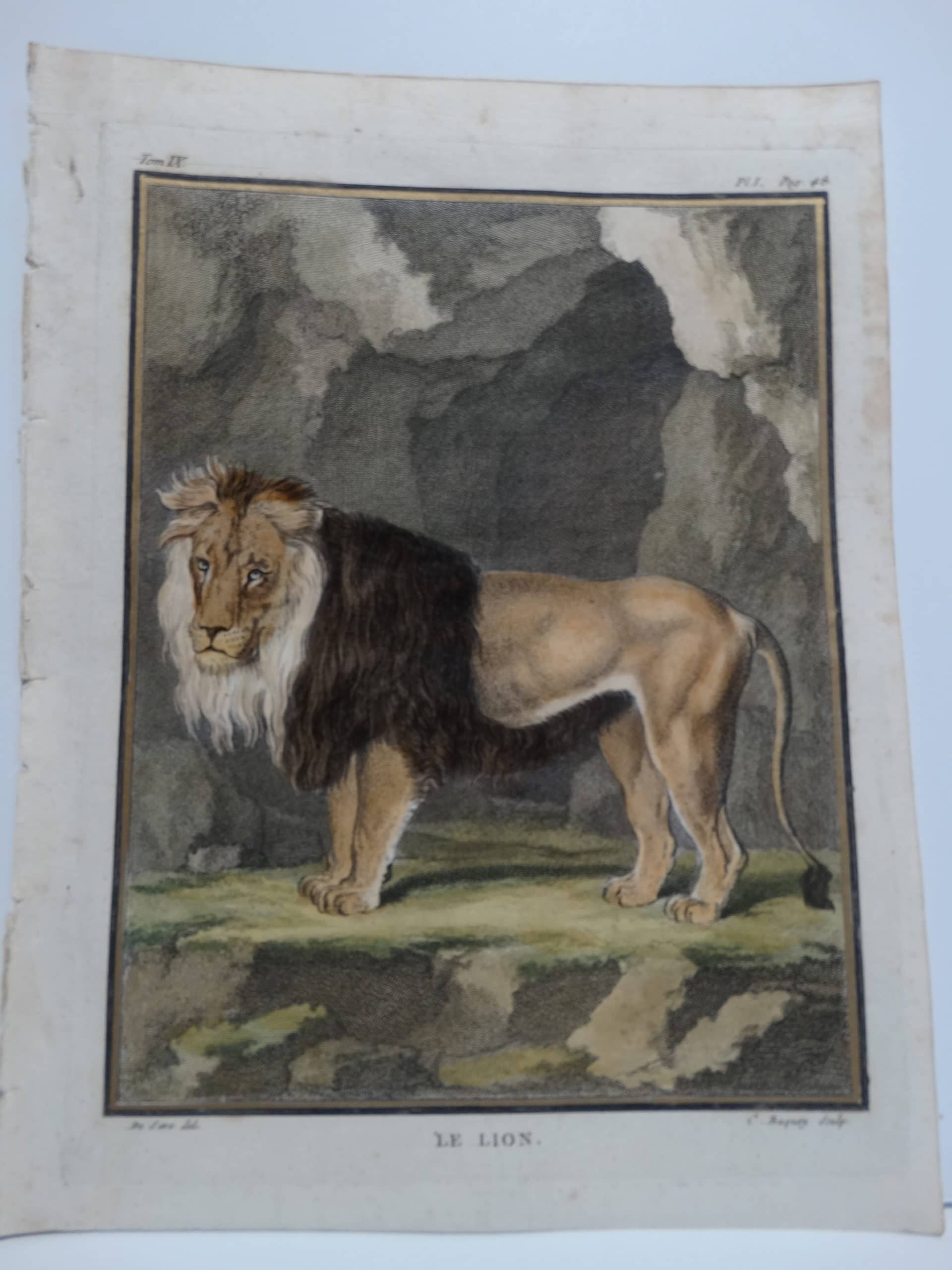 Wonderful DeSeve Compte de Buffon Lion engravings from the 1700's.