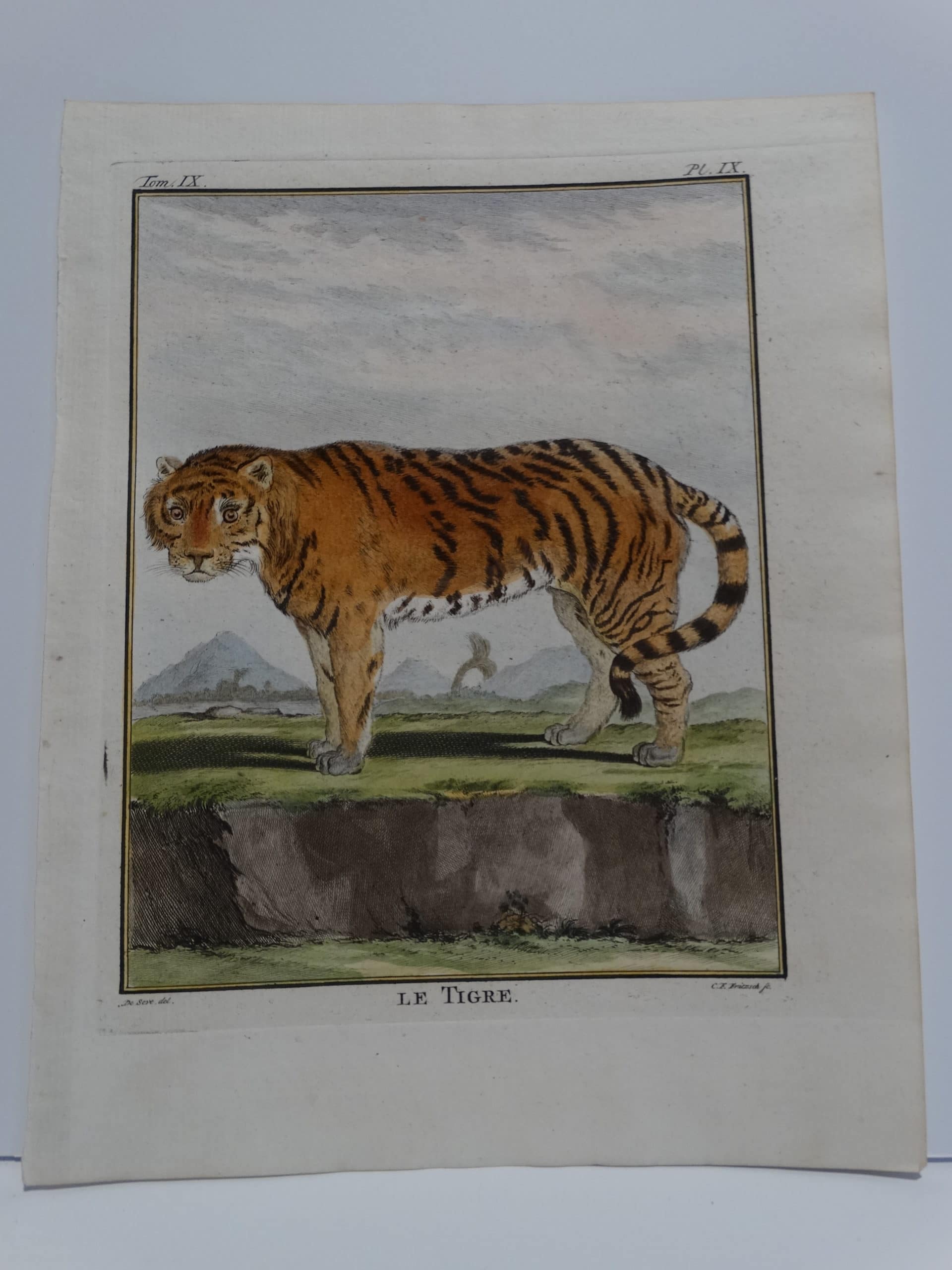 Excelption Tiger engraving from the 1700's. Compte de Buffon made sure the animal's expression was life-like and friendly looking, in nature.