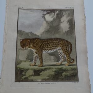 Highly detailed hand=-colored engraving of a panther.