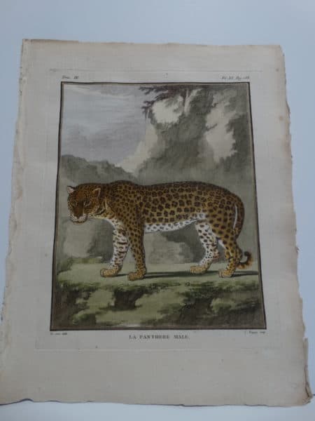Highly detailed hand=-colored engraving of a panther.