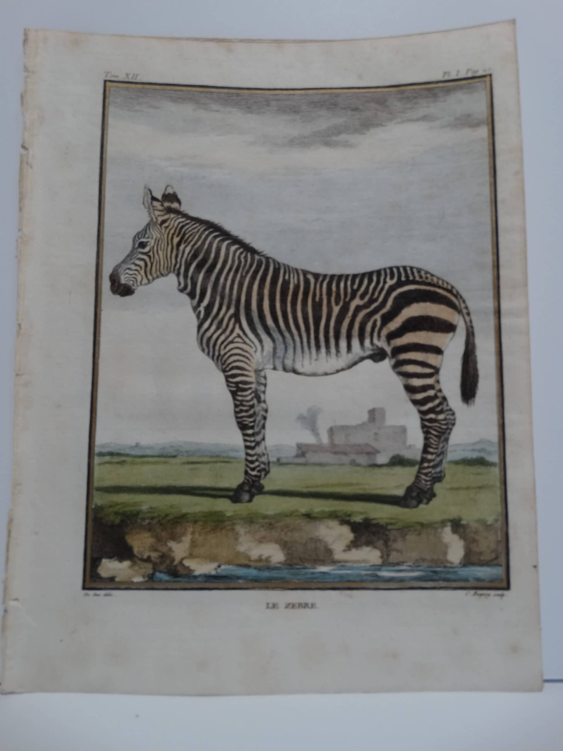 Exotic Species Buffon Zebra, Engraving by deSeve.