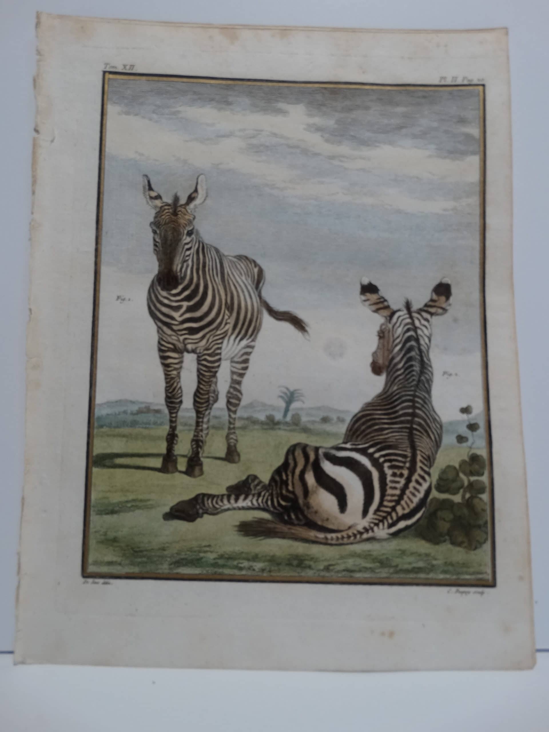 Exotic Species Buffon Zebras Engraving Sold