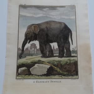 Exotic Species Elephant Femelle, Compte de Buffon.$300.