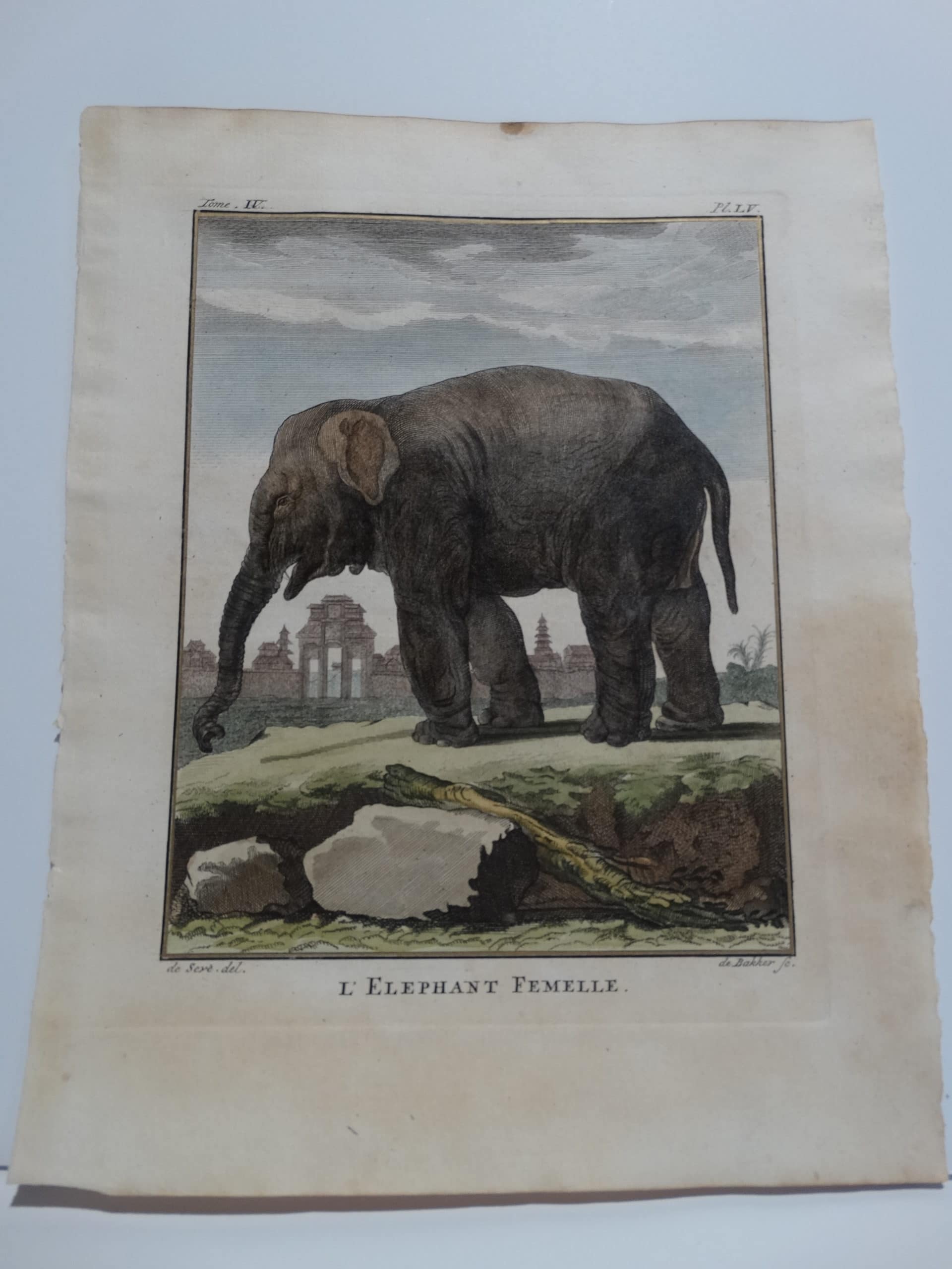 Exotic Species Elephant Femelle, Compte de Buffon.$300.