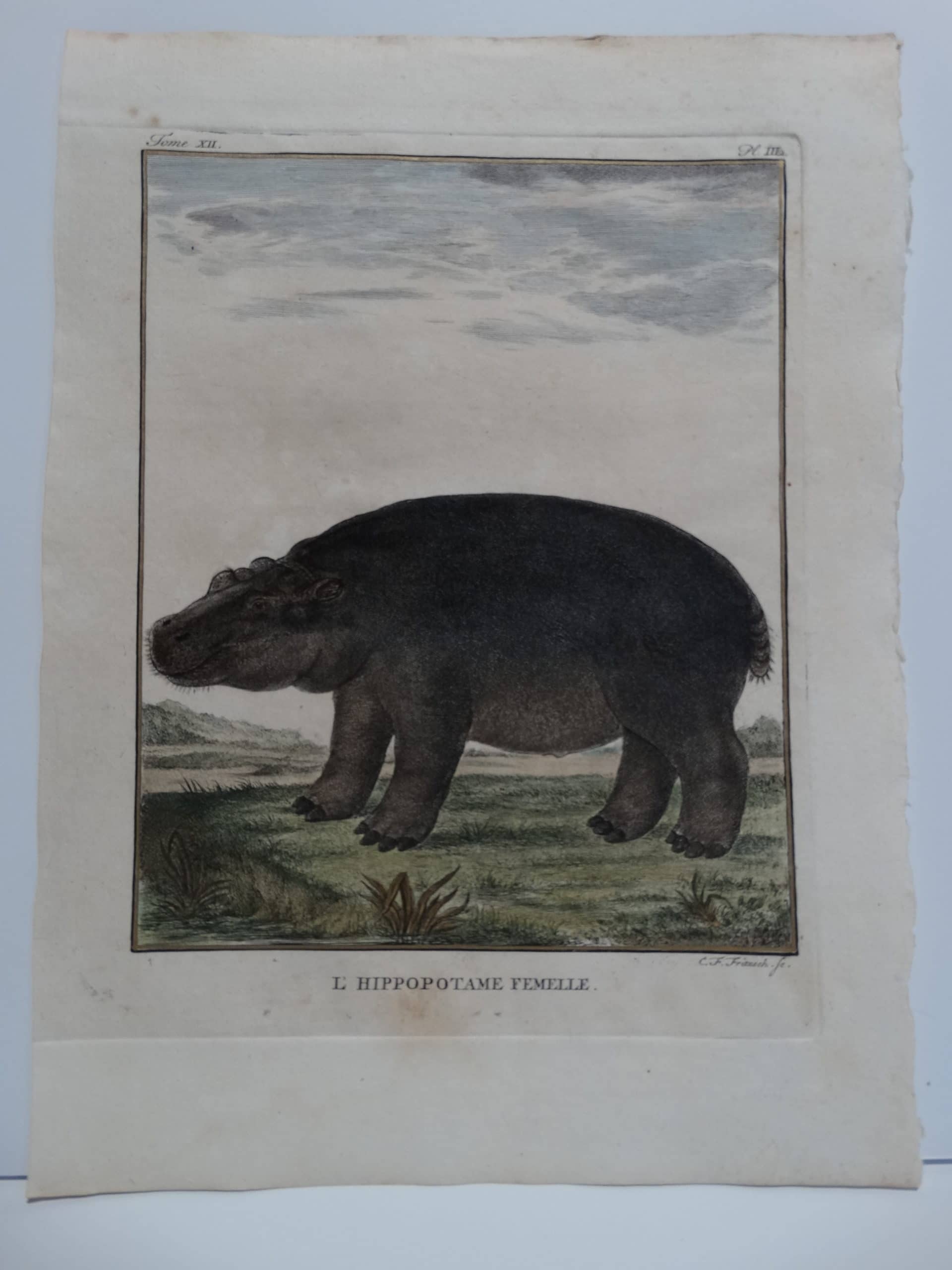 Rare 18th century hand-colored engraving of a hippo or hippopotamus, with expression and attitude.