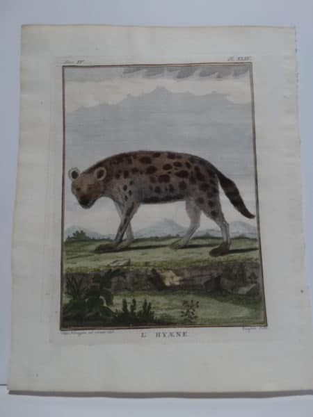 Wonderful antique print, 18th century engraving with watercolors, of Crocuta crocuta, a spotted or laughing hyena.