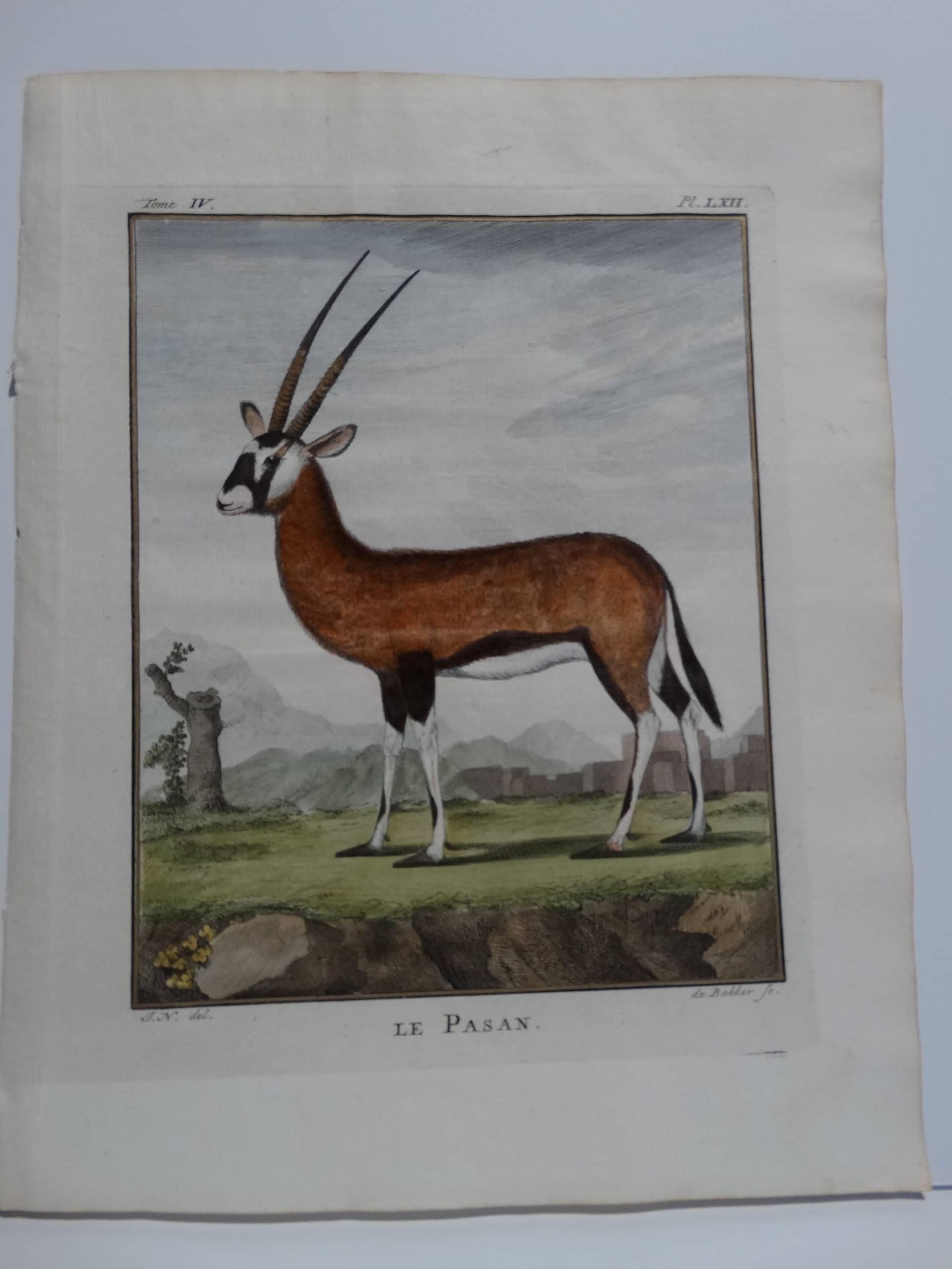 Beautiful 170 plus year old engraving of African gazelle, le Pasan.