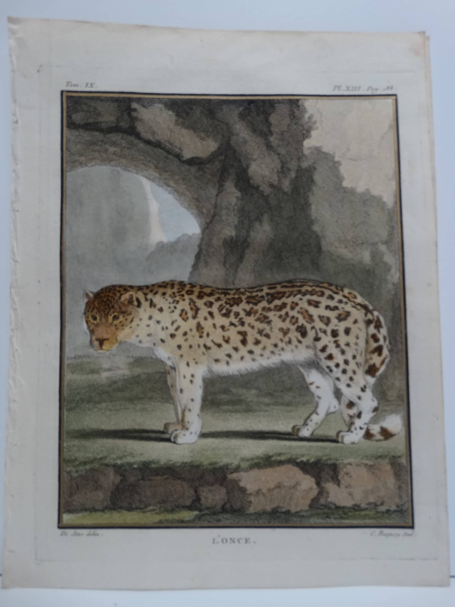 Exotic species of cat, the once has a spotted coat. An antique engraving with watercoloring.