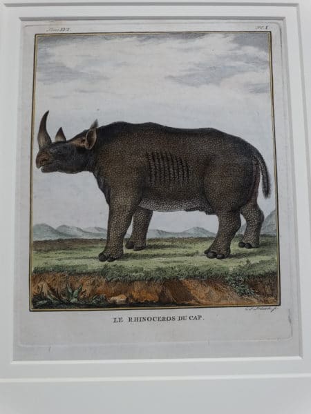 Close up of Rhinocerous engraving from the 1700's.