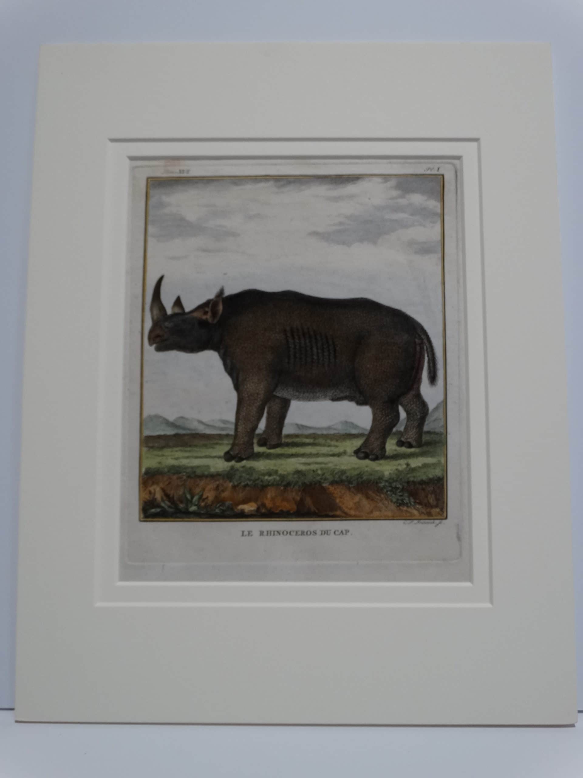 Rare engraving of a Rhinocerous, nearly 170 years old, matted up for picture framing.