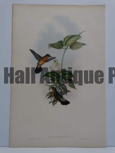 John Gould hummingbirds original antique lithographs sourced from A Monograph of the Trochilidae. 