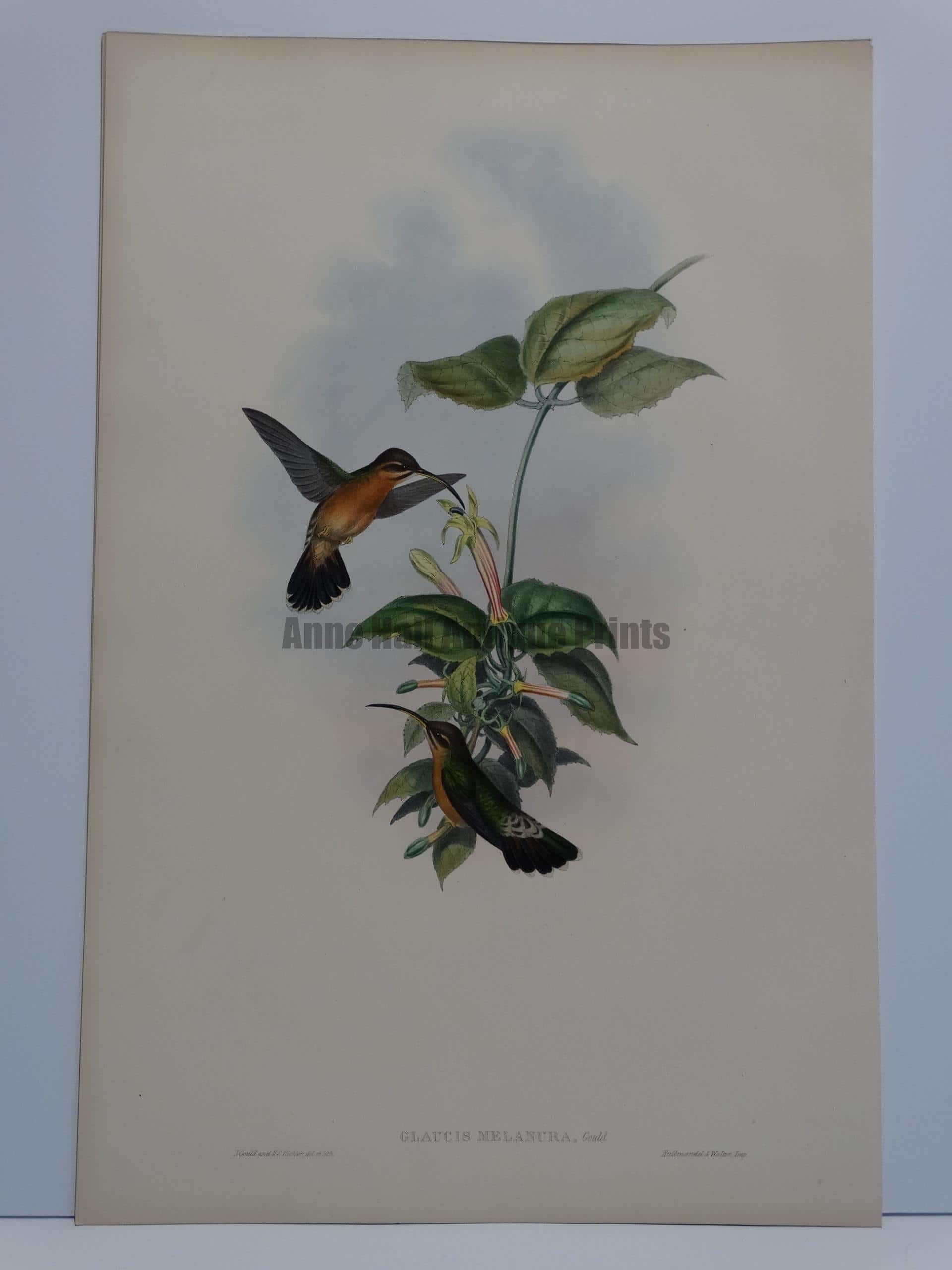 Vintage Glaucis Fraseri Humming Birds /& Flowers Offset Lithograph Print With Wood Frame by John Gould IBF Co.