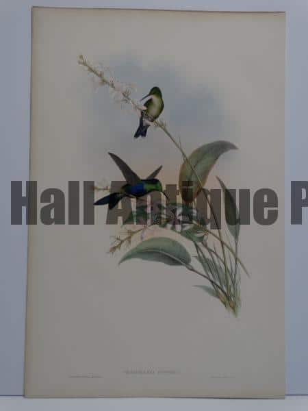 John Gould hummingbirds original antique lithographs sourced from A Monograph of the Trochilidae. 