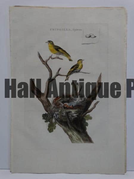 Wonderful, rare engraving of Canaries, male and female, nests eggs, by Nests Eggs Nozeman Fringilla Spinus.
