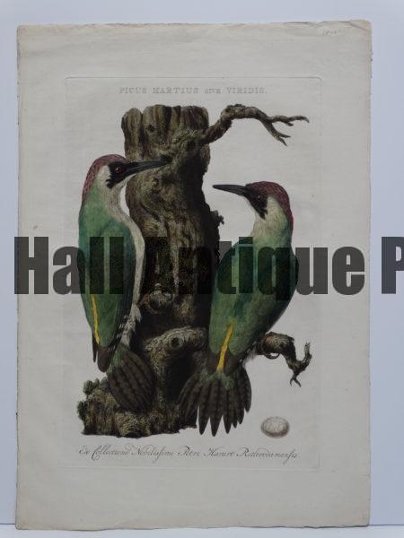 Stunning watercolors were added when this Nozeman birds engraving published, from 1779-1820. The scene: a pair of Green Woodpeckers on tree trunk, and completely fill the plate, reflecting their large size. are stunning.