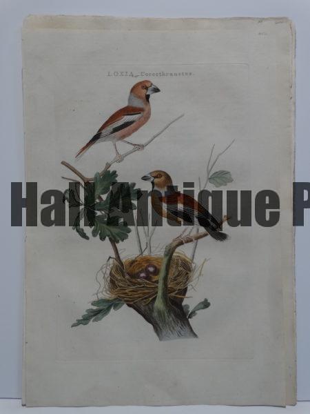 Rare dutch birds engraving, Nests Eggs by Nozeman Loxia, of pair of Coccothraustes and nest with several eggs.