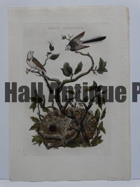 Parus Caudatus is a representative plate of the exquisite artwork of  birds nests and eggs, published years ago, by Nozeman.