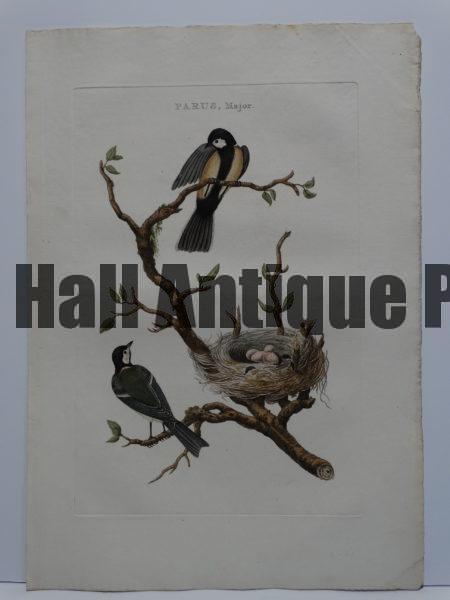 Nests Eggs Nozeman Parus Major depicts 2 composed birds with their nest filled with eggs, a rare engraving from Nederlandsch Vogelen, published 1779-1820 in Amsterdam.
