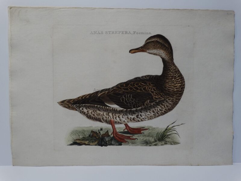 Antique Duck Art
