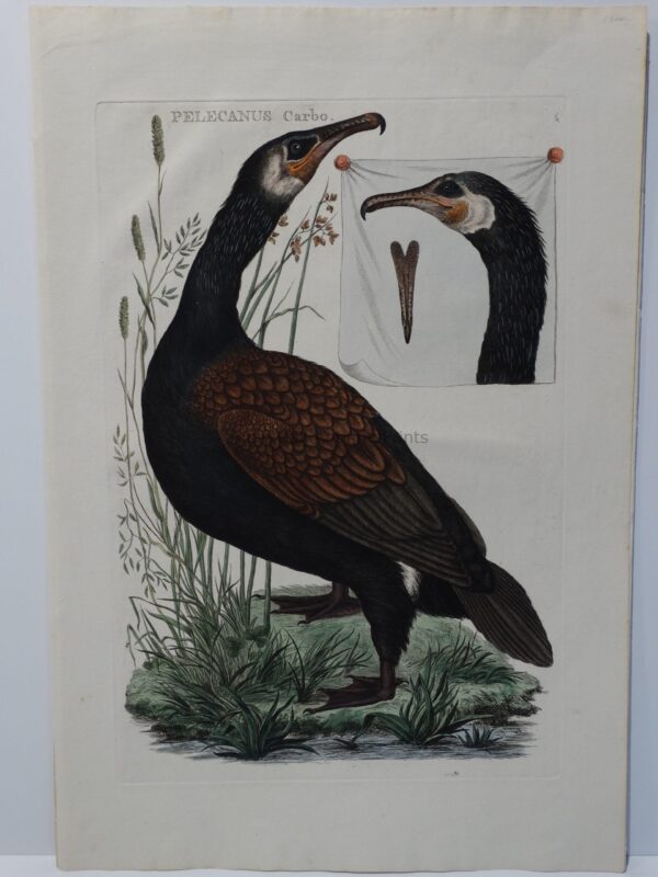 Antique Painting Cormorant