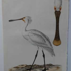 watercolor spoonbill painting