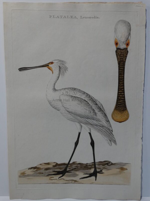 watercolor spoonbill painting