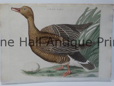 18th century duck art