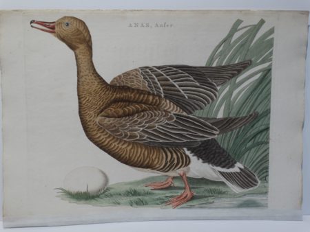 18th century duck art
