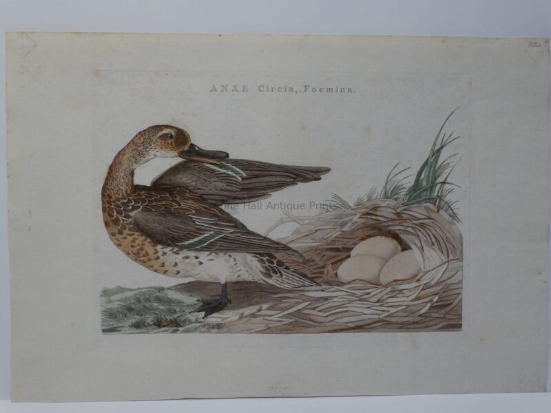 Teal Duck Antique Engraving