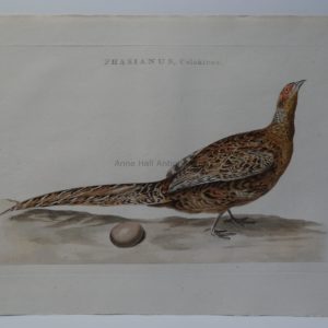 Rare Pheasant Engraving