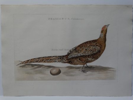 Rare Pheasant Engraving