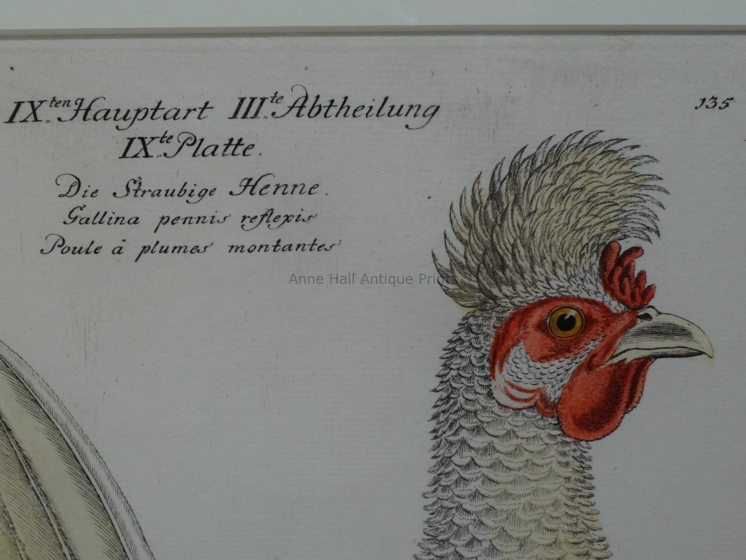 We sell antique poultry engravings and lithographs over 100 years old. Our antique chicken prints are colorful and priced fairly. This is closeup of a beautiful white rooster with red on the face.