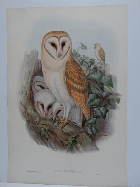 John Gould Barn owls and owlets, a 170 year old lithograph from Birds of Great Britain