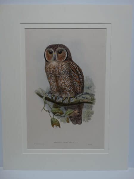 Speckled or mottled owl.