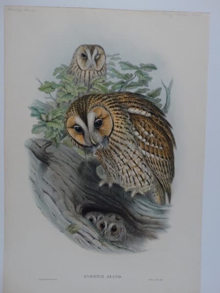 John Gould, Birds of Great Britain, hand-colored lithograph of Tawny or Brown owls and owlets.