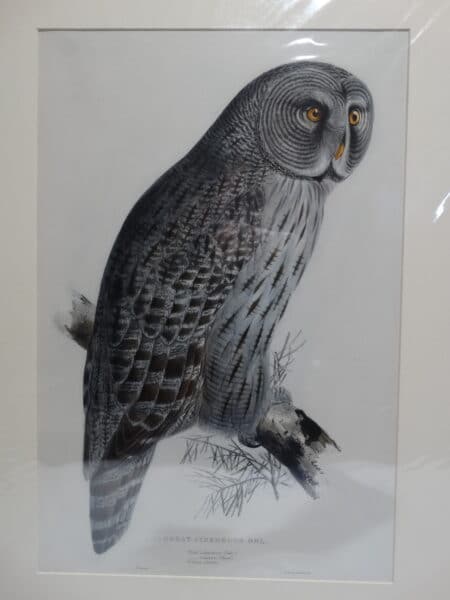 Great Cinereous Owl surced from John Gould Edward Lear's Birds of Europe 1832-1837.