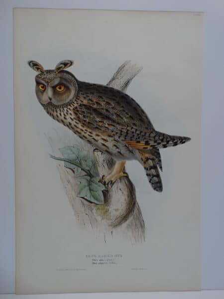 Striking original John Gould Long Ear Owl lithograph sourced from Birds of Great Britain c.1860.