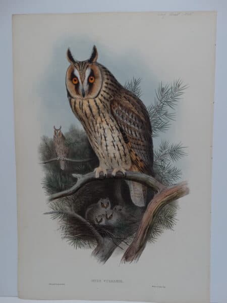 Spectacular depiction of lesser horned owl or the Northern long-ear owls with owlets.  170 year old John Gould watercolor lithograph sourced from his Birds of Great Britain.