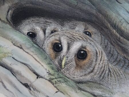 World class collection of antique lithographs and hand colored engravings over 100 years old of owlets and owls.