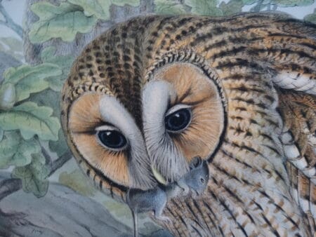Find valuations on antique owl lithographs and engravings when you visit our website.